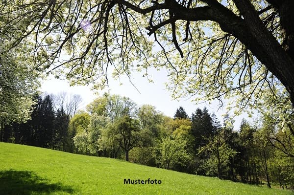 Grundstück mit Mähwiese, Waldflächen und ehemaligem Steinbruchareal