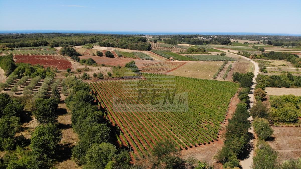 Investitionsmöglichkeit – Zwei istrische Weinberge mit über 3 Hektar bei Brtonigla