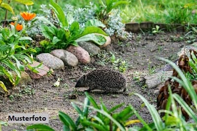 Gartengrundstück mit Gartenlaube